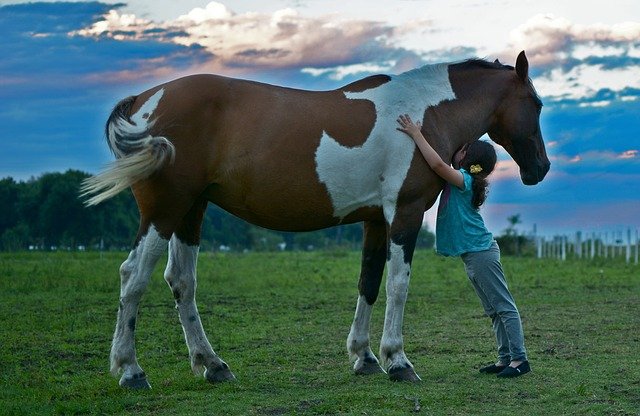 dívka a kůň