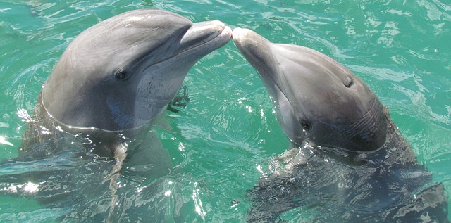 pusinka delfínů