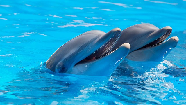 roztomilý delfíni