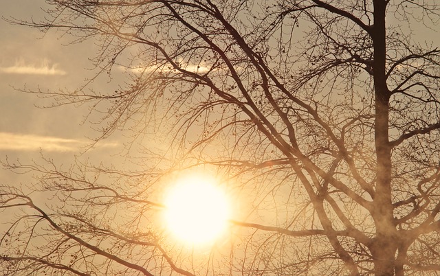 slunce za stromem.jpg